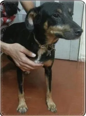 Cachorro ra a SRD idade  nome Emílio