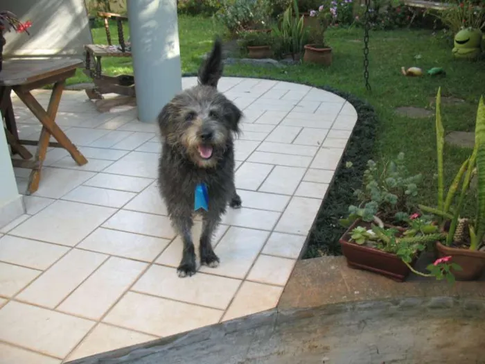 Cachorro ra a srd idade 7 a 11 meses nome Tibúrcio