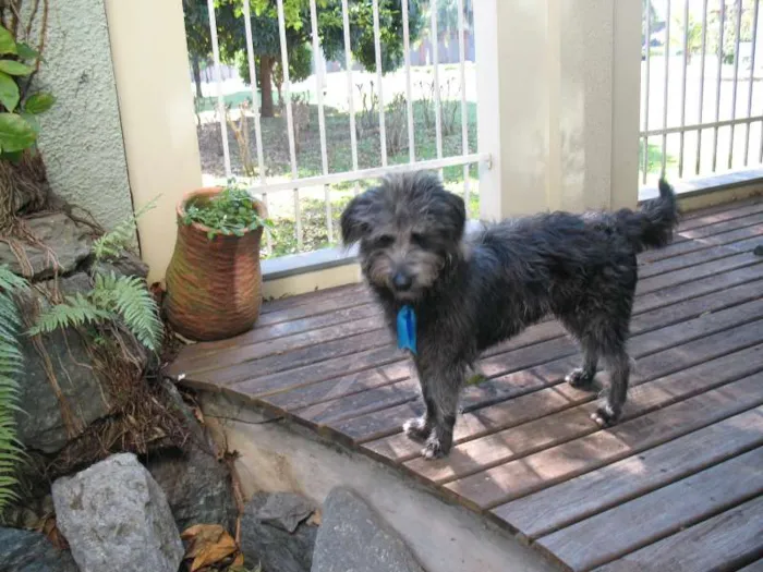 Cachorro ra a srd idade 7 a 11 meses nome Tibúrcio