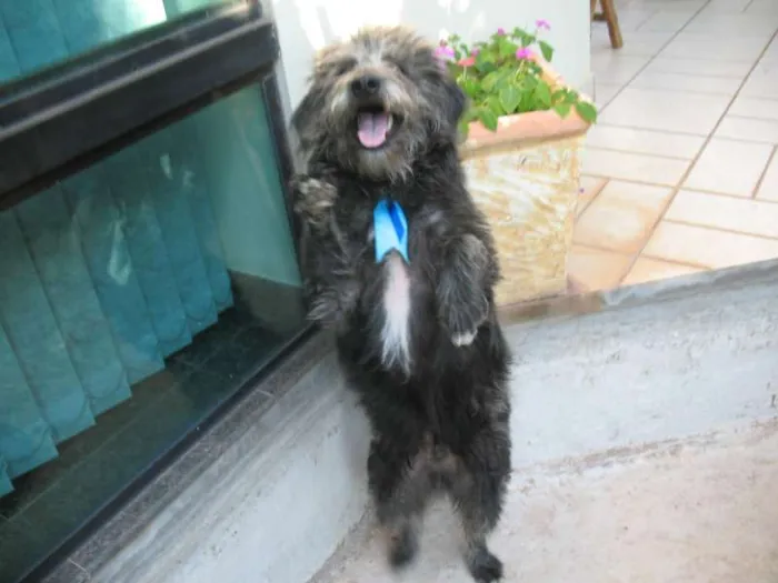 Cachorro ra a srd idade 7 a 11 meses nome Tibúrcio