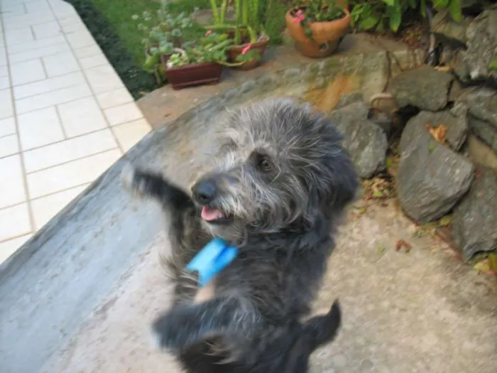 Cachorro ra a srd idade 7 a 11 meses nome Tibúrcio