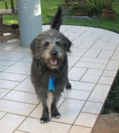 Cachorro ra a srd idade 7 a 11 meses nome Tibúrcio