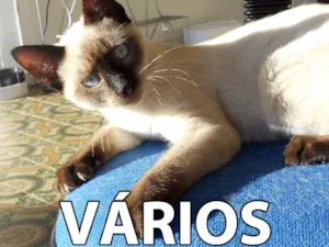 Gato raça DV idade  nome Vários Gatinhos