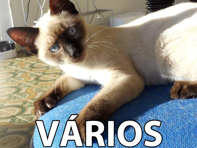Gato raça DV idade  nome Vários Gatinhos
