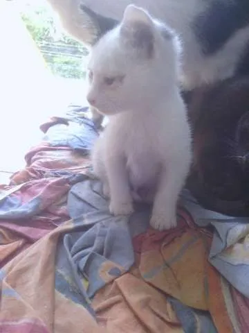 Gato raça SRD idade 2 a 6 meses nome Rajy