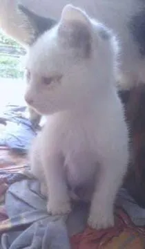 Gato raça SRD idade 2 a 6 meses nome Rajy