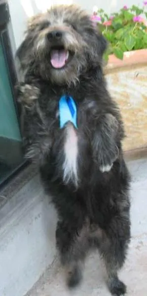 Cachorro ra a srd idade 7 a 11 meses nome Tibúrcio
