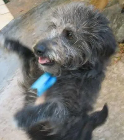 Cachorro ra a srd idade 7 a 11 meses nome Tibúrcio