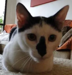 Gato raça SRD idade 7 a 11 meses nome Leonard