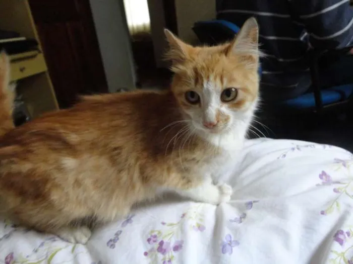 Gato ra a SRD idade 2 a 6 meses nome Garfield