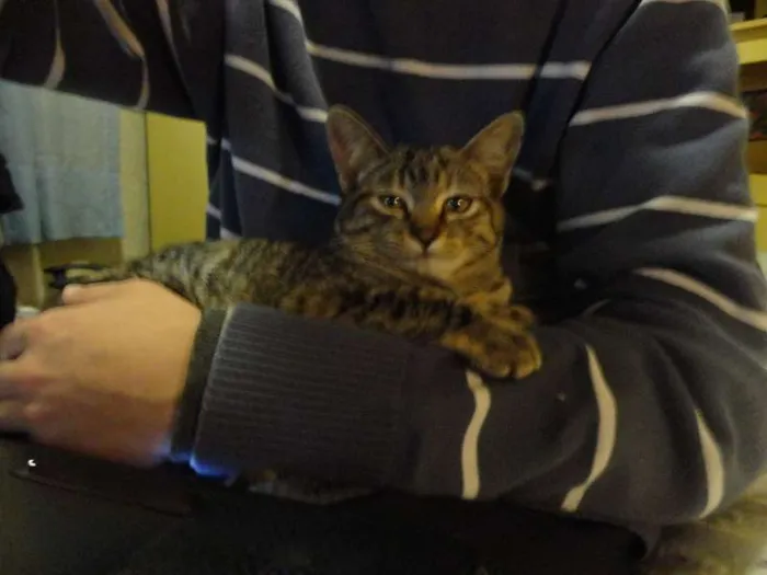 Gato ra a SRD idade 2 a 6 meses nome Marrie