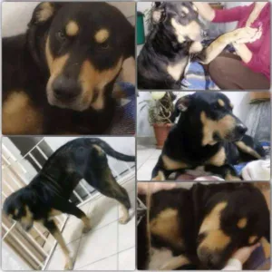 Cachorro raça  idade 2 anos nome Sirius