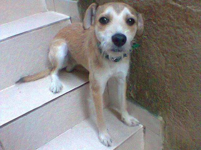 Cachorro raça Vira-lata idade 7 a 11 meses nome Tyler