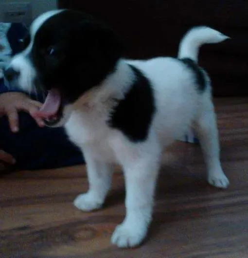 Cachorro ra a SRD idade Abaixo de 2 meses nome Filhotes