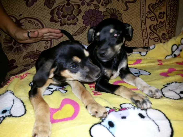 Cachorro ra a SRD idade  nome Duas Fêmeas