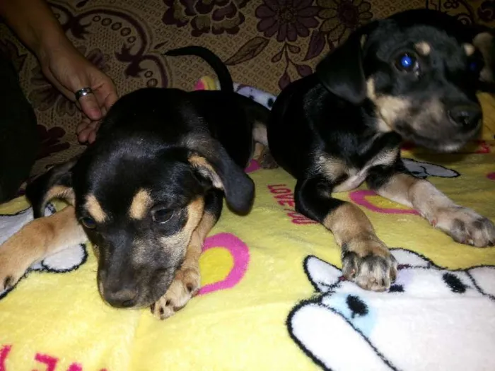Cachorro ra a SRD idade  nome Duas Fêmeas