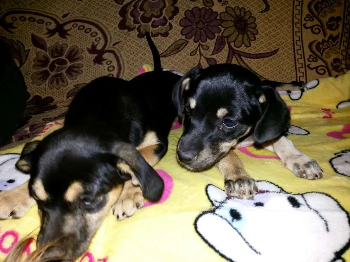 Cachorro ra a SRD idade  nome Duas Fêmeas