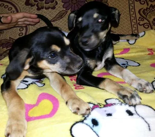 Cachorro ra a SRD idade  nome Duas Fêmeas