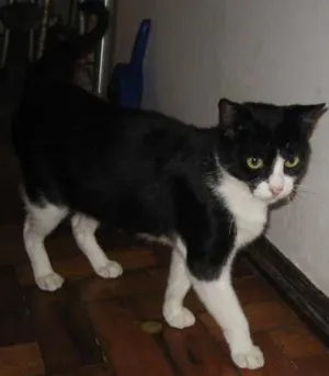 Gato raça SRD idade 1 ano nome Anitta