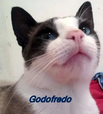 Gato ra a  idade 1 ano nome GODOFREDO