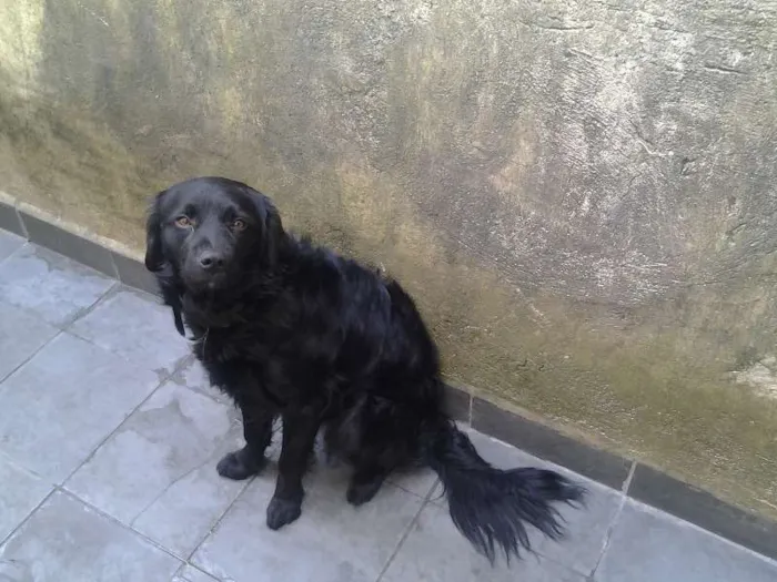 Cachorro raça  idade 1 ano nome marley e maila