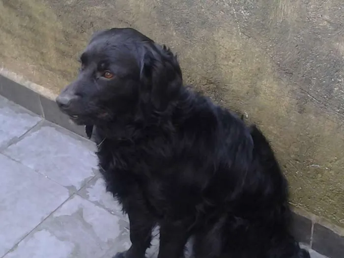 Cachorro raça  idade 1 ano nome marley e maila