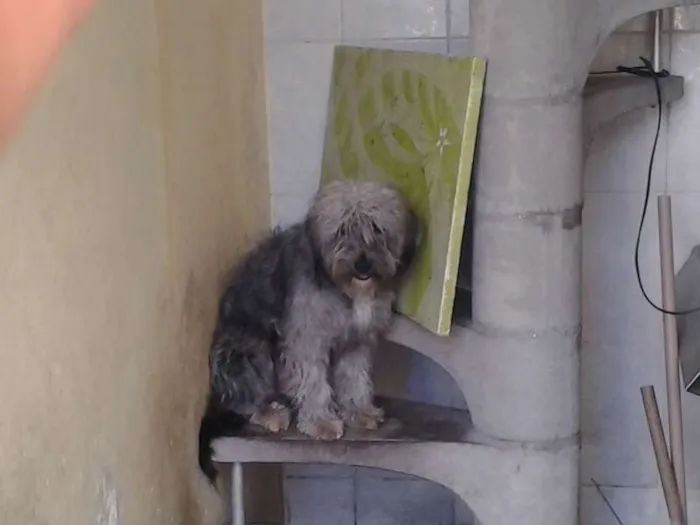 Cachorro raça  idade 1 ano nome marley e maila