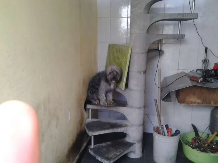 Cachorro raça  idade 1 ano nome marley e maila