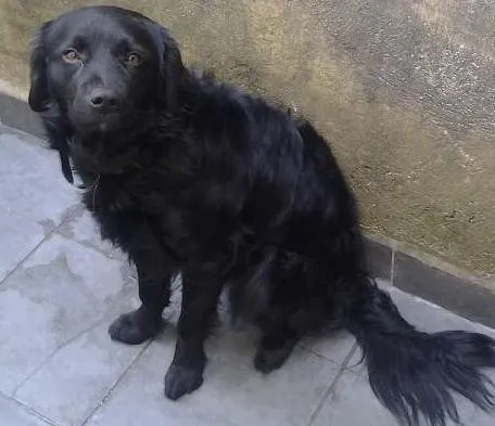 Cachorro raça  idade 1 ano nome marley e maila