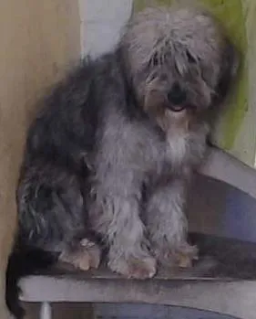 Cachorro raça  idade 1 ano nome marley e maila