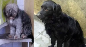 Cachorro raça  idade 1 ano nome marley e maila