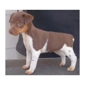 Cachorro raça fox paulistinha idade Abaixo de 2 meses nome nina