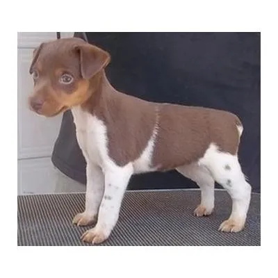 Cachorro raça fox paulistinha idade Abaixo de 2 meses nome nina