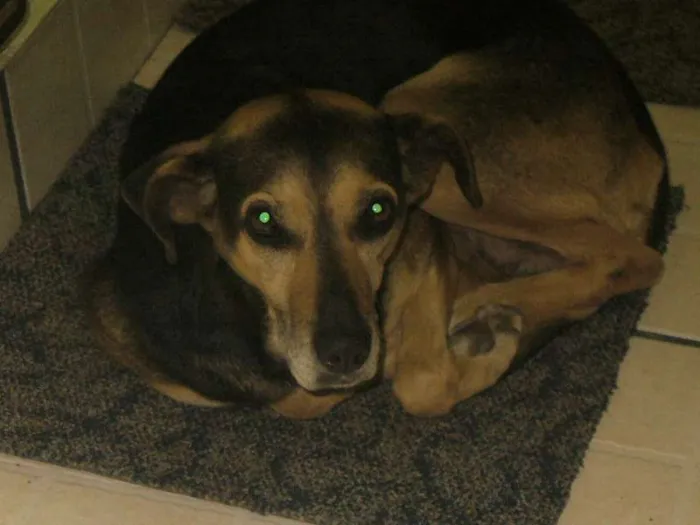 Cachorro ra a SRD idade  nome sem nome