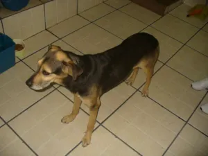 Cachorro raça SRD idade  nome sem nome