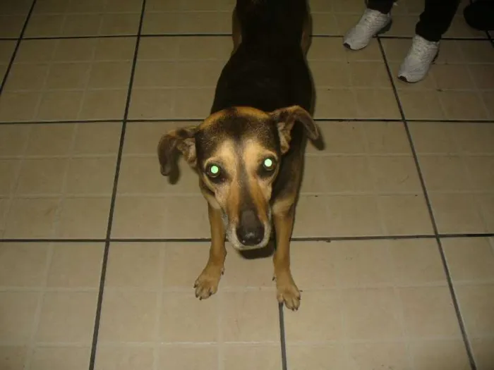 Cachorro ra a SRD idade  nome sem nome