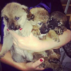 Cachorro raça SRD idade Abaixo de 2 meses nome ADOTE