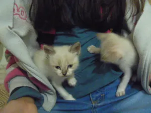 Gato raça srd idade Abaixo de 2 meses nome Vitor e Léo