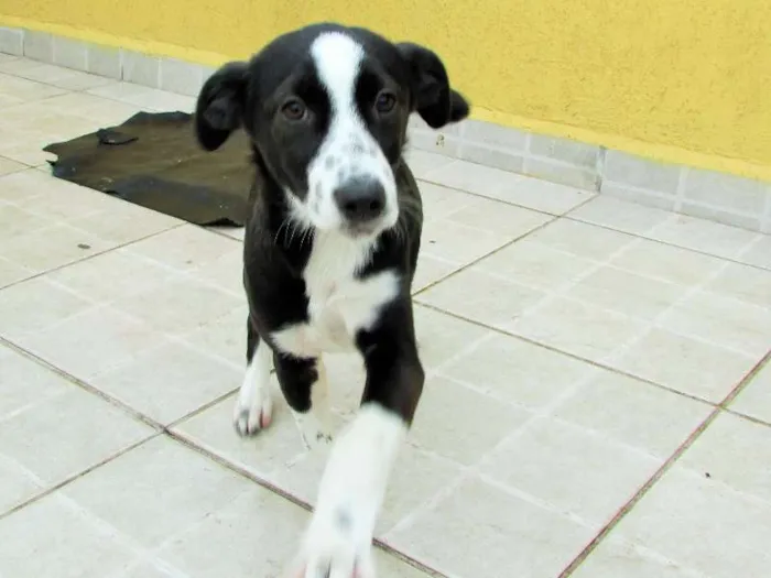 Cachorro ra a SRD + Fox Paulistinha idade 2 a 6 meses nome Lolli