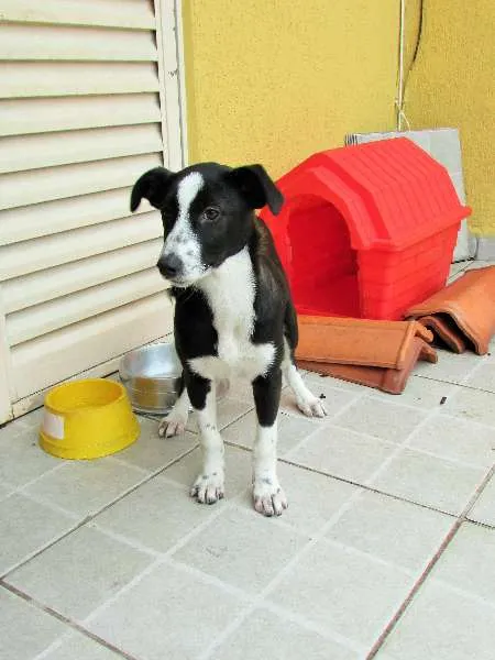 Cachorro ra a SRD + Fox Paulistinha idade 2 a 6 meses nome Lolli