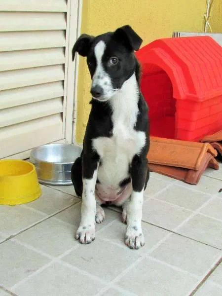 Cachorro ra a SRD + Fox Paulistinha idade 2 a 6 meses nome Lolli