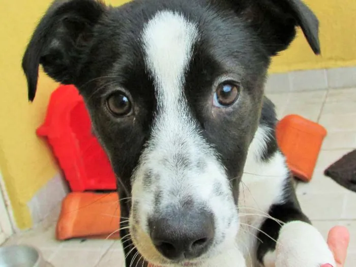 Cachorro ra a SRD + Fox Paulistinha idade 2 a 6 meses nome Lolli