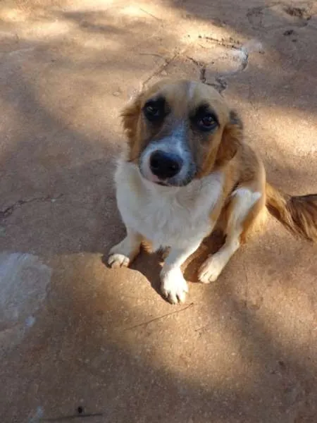 Cachorro ra a srd idade 1 ano nome Pitoco