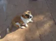 Pitoco