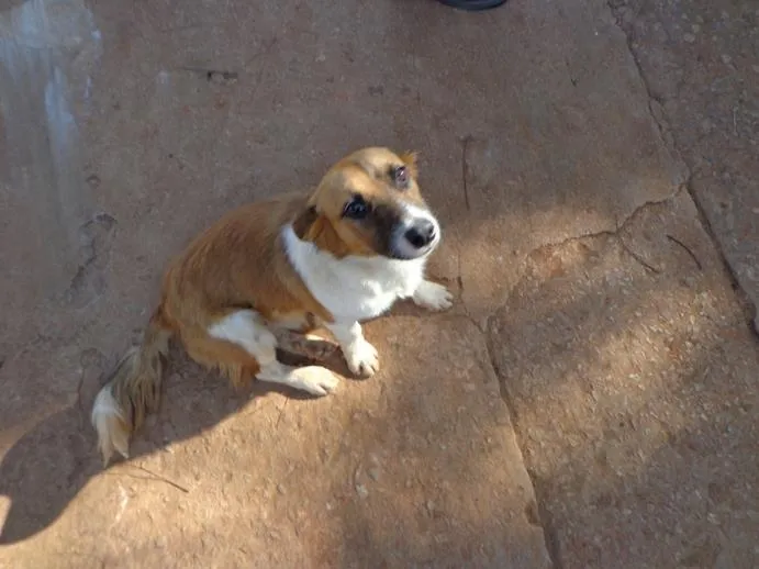 Cachorro ra a srd idade 1 ano nome Pitoco