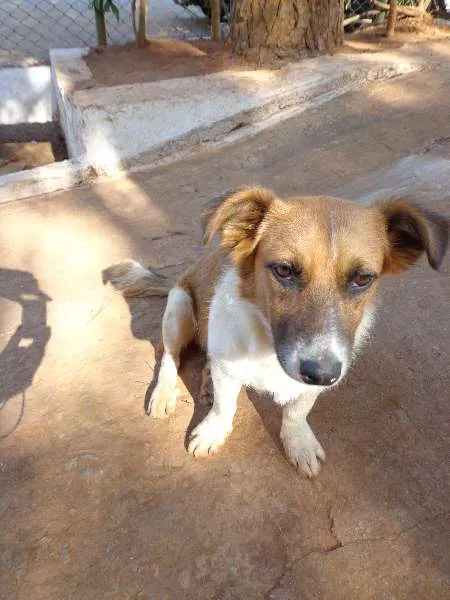 Cachorro ra a srd idade 1 ano nome Pitoco