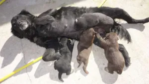 Cachorro raça vira idade Abaixo de 2 meses nome não tem