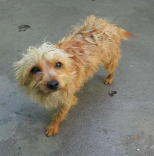 Cachorro ra a viralata idade 1 ano nome Ursinho