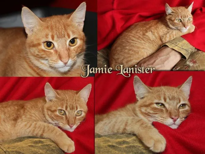 Gato ra a SRD idade 2 a 6 meses nome JAMIE LANISTER