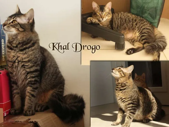 Gato ra a SRD idade 2 a 6 meses nome KARL DROGO
